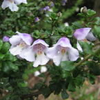 Ocuparme de otros (Alpine Mint Bush)