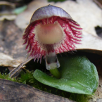 Padre interior (Red Helmet Orchid)