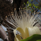 Patrones ancestrales (Boab)