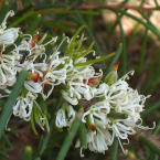 Perdón (Dagger Hakea)