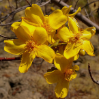 Perseverar (Kapok Bush)