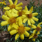 Pertenencia (Tall Yellow Top)