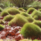 Piel y cercanía (Spinifex)
