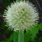 Poder llorar (Onion)