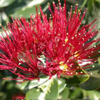 Protagonismo femenino (Lehua)