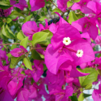 Reencantar la vida (Bouganvillea)