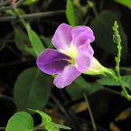 Relaciones restauradas (Chinese Violet)