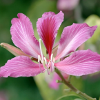 Resistencia al cambio (Bauhinia)