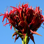 Respeto por el otro (Gymea Lily)