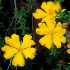 Rigidez y perfeccionismo (Hibbertia)