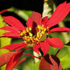 Segunda placenta (Flor de Nochebuena)