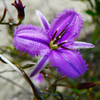 Sellar y proteger (Fringed Violet)