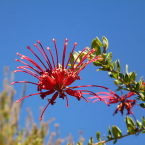 Ser constante (Red Grevillea)
