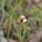 Sintonizar la escucha (Green Spider Orchid)