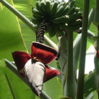 Sistema òseo (Banano)