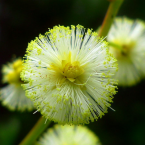 Soltar el pasado (Sunshine Wattle)