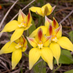 Tolerancia (Yellow Cowslip Orchid)