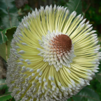 Venciendo la adversidad (Old Man Banksia)