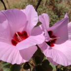 Vivir con felicidad (Sturt Desert Rose)