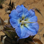 Vivir sin agredir (Rough Bluebell)
