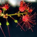 Vivir sin prejuicios (Freshwater Mangrove)