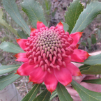 Voluntad y decisión (Monga Waratah)