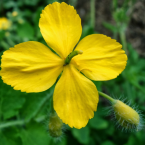 Voz interior (Celandine)