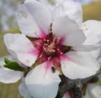 Almendro