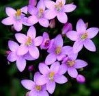 Centaury