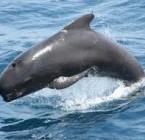Esencias de ballena