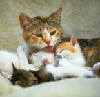 Gatita que rechazaba a sus gatos recién nacidos