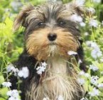 Flores de Bach y nuestras mascotas