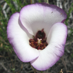 Esclava sumisa