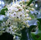 Acebo (Holly)