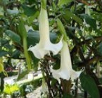 Angel´s Trumpet