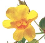 Experiencia piloto de aplicación de la terapia floral “Flores de  Bach” en el proyecto social “Entre Nos” en Iquitos, Perú – 2da parte.