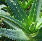Aloe