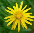 Arnica