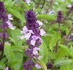 Basil