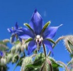 Borage