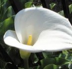 Cala Lily