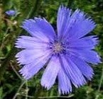 Chicory: entre la envidia y la admiración