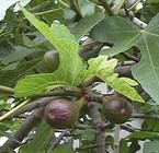 Fig