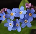 Forget me not