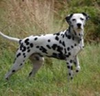 Perro Dálmata que perdió a sus dueños