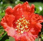 Pomegranate