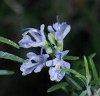 Rosemary