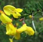Scotch Broom