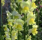 Snapdragon
