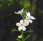 Water Violet (Violeta de Agua)